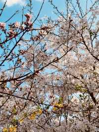 Walking into Spring: Yangjaecheon's Riverside Cherry Blossom Delight for All Ages 