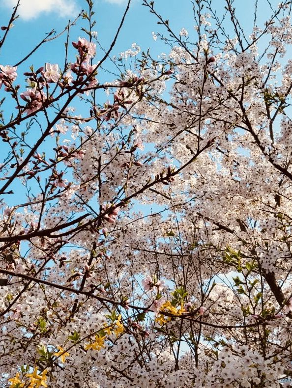 Walking into Spring: Yangjaecheon's Riverside Cherry Blossom Delight for All Ages 