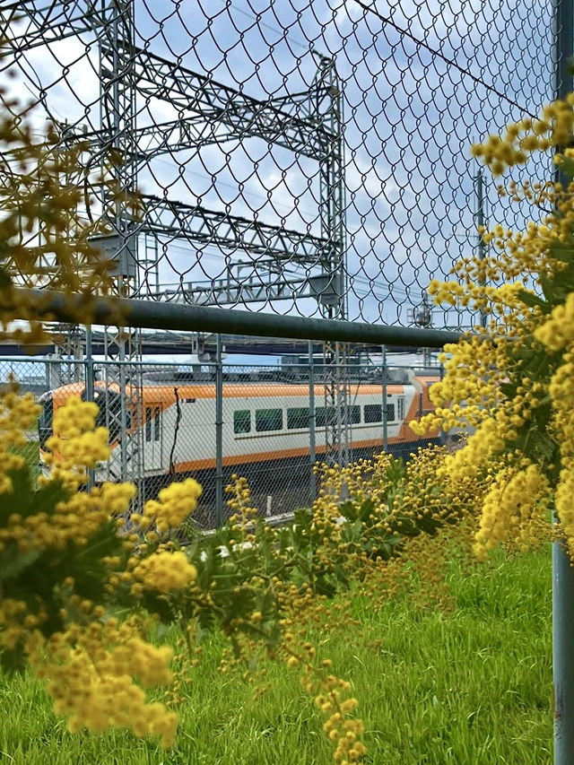 Mimosa Blooms at Takeda Park🌼