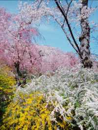 【京都】桜の穴場スポット🌸お花見・カフェ・神社・庭園