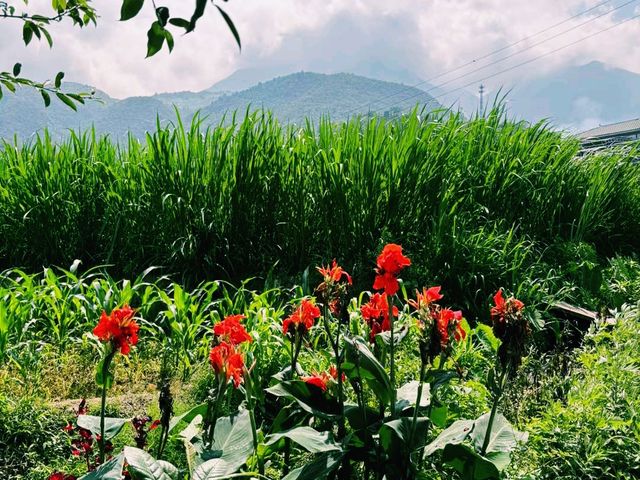 中國雲南保山旅遊縣芒寬旅行攻略，適合打卡拍照📸