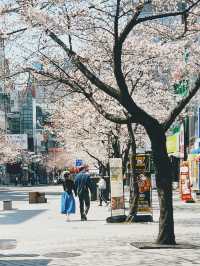 April Blooming in Seoul and in Soul🌸🌸