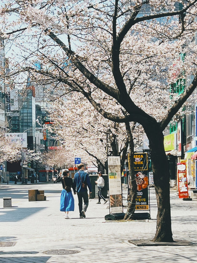 April Blooming in Seoul and in Soul🌸🌸