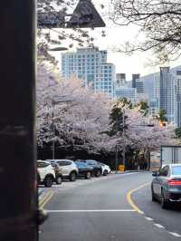 韓國 釜山 海雲台 迎月路賞櫻