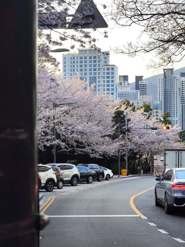 韓國 釜山 海雲台 迎月路賞櫻