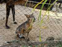 【伊豆】伊豆シャボテン動物公園で動物とサボテンと触れ合う