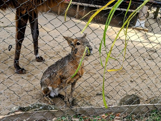 【伊豆】伊豆シャボテン動物公園で動物とサボテンと触れ合う