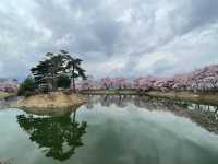 穴場櫻花景點 完全唔迫人