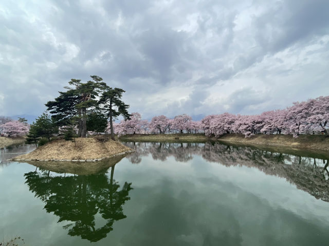 穴場櫻花景點 完全唔迫人