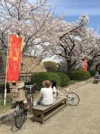 “Jeju in Bloom: A Pink Paradise Awakened”