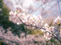 A Spring Stroll Through Sakura: Izu-Kogen’s Dreamy Cherry Blossom Tunnel