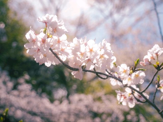 A Spring Stroll Through Sakura: Izu-Kogen’s Dreamy Cherry Blossom Tunnel
