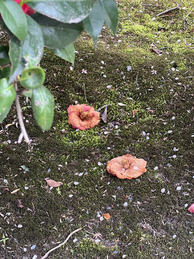 🍃 교토 텐류지(天龍寺), 마음까지 맑아지는 순간 🌸