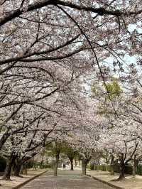 姬路公園-四月上旬，滿開時份，壯觀櫻花隧道