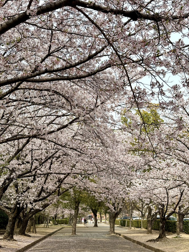 姬路公園-四月上旬，滿開時份，壯觀櫻花隧道