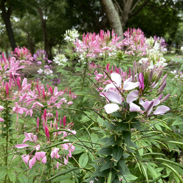 春日浪漫繡球花海・大安森林公園花季限定美景
