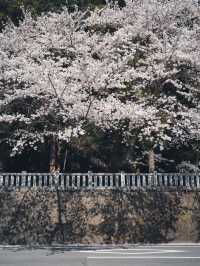 【山梨の花見スポット】河口湖にある富士御室浅間神社
