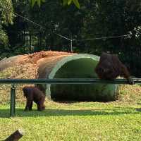 Sunday Morning at Ragunan Zoo