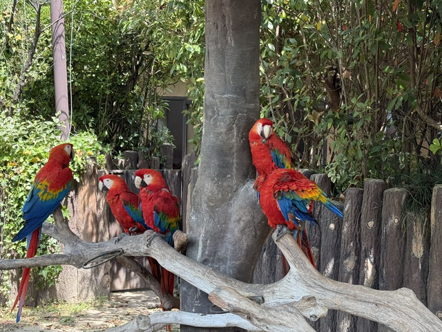 上海野生動物園優質動物園之選👍👍
