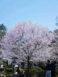 Sakura: Ephemeral Beauty and the Soul of Japanese Spring