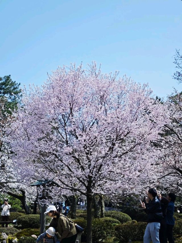 Sakura: Ephemeral Beauty and the Soul of Japanese Spring