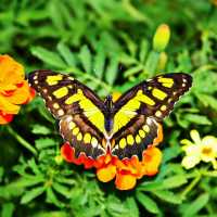 Butterfly Garden, Dubai