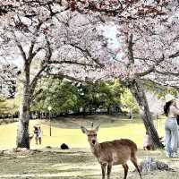 奈良公園（奈良県）
