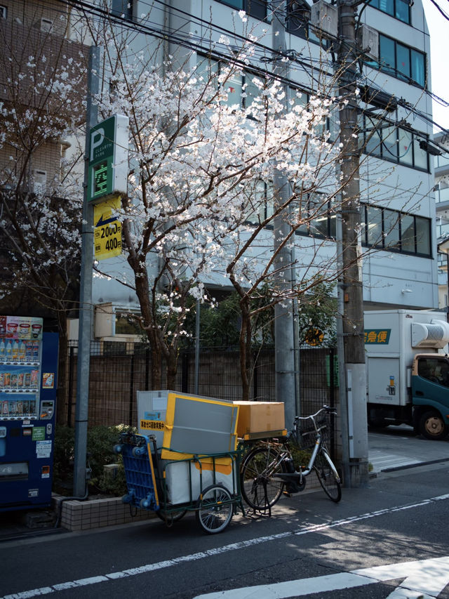 Exchanging Spring | The Quiet Charm of Kanda River