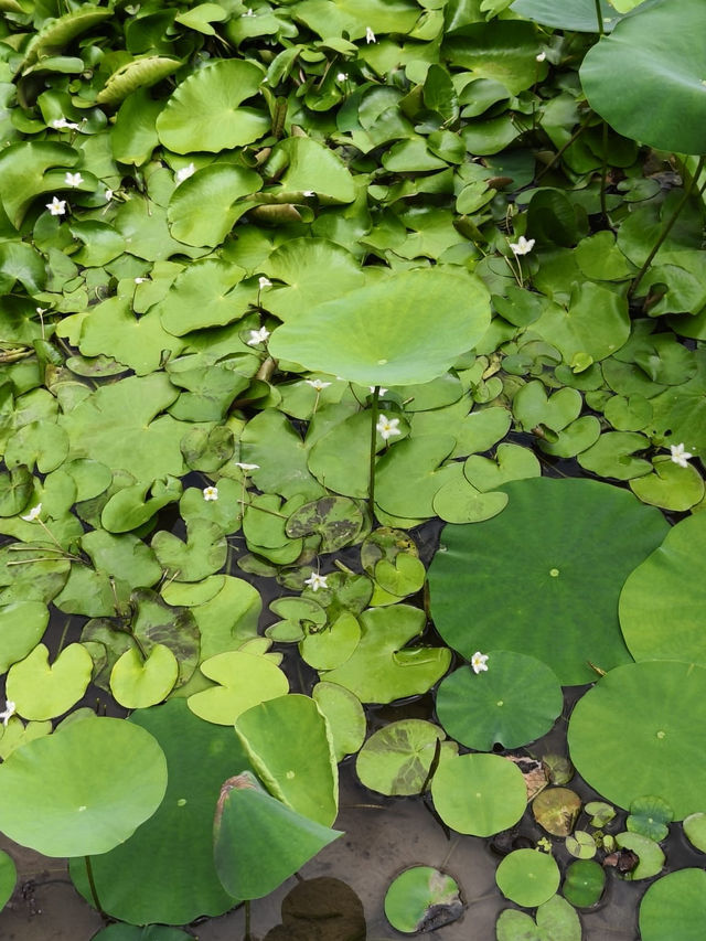 很舒適，很寫意的一個散步🚶‍♀️公園