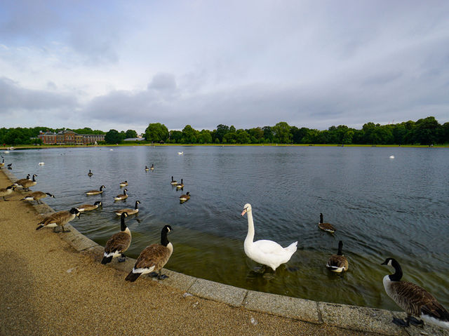 【都会にある静かな癒し空間】ロンドン「ハイド・パーク」🍂🦢