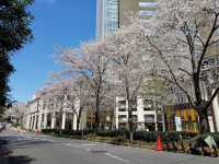 🌸 “Sakura, Skyscrapers, and Sweet Surprises at Akasaka Sacas!” 🌸