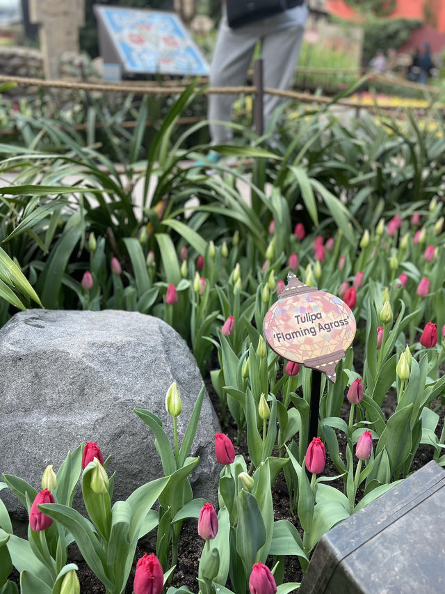 🇸🇬 Tulipmania is back in Flower Dome ! 