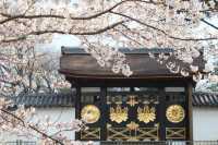 🌸 Blossoms & Buddha: My Magical Day at Daigo-ji Temple 🌸