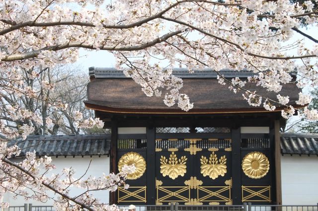 🌸 Blossoms & Buddha: My Magical Day at Daigo-ji Temple 🌸