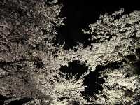 三渓園でお花見　夜ver @横浜🌃🌸