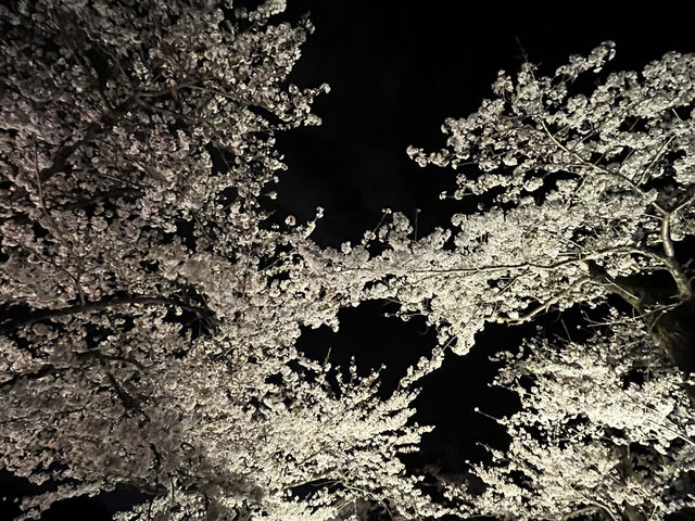 三渓園でお花見　夜ver @横浜🌃🌸