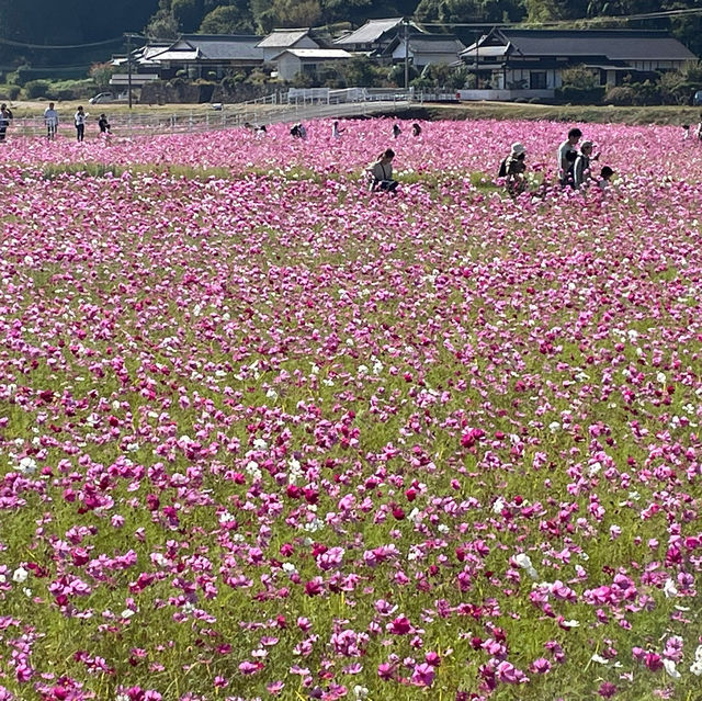 🇯🇵【愛媛県】宇和島市美間町のコスモスまつり！(^^)