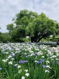 【栃木】藤の花だけでなく、菖蒲、紫陽花も素晴らしい