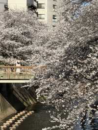 🌸 Spring Sakura Stroll: A Cherry Blossom Journey from Tokyo to Kawagoe 🌞