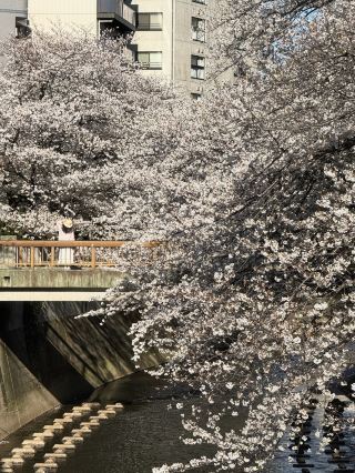🌸 Spring Sakura Stroll: A Cherry Blossom Journey from Tokyo to Kawagoe 🌞