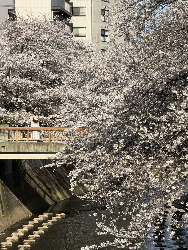 🌸 Spring Sakura Stroll: A Cherry Blossom Journey from Tokyo to Kawagoe 🌞