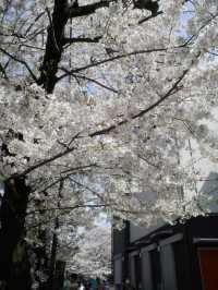Hidden Gem: Full Bloom Cherry Blossoms at Kanda River 🌸