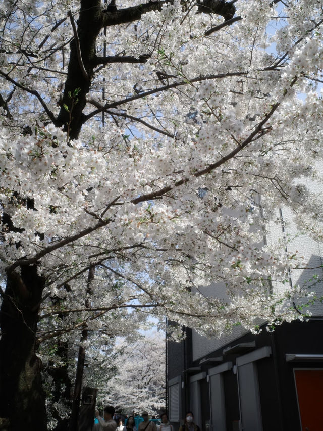 Hidden Gem: Full Bloom Cherry Blossoms at Kanda River 🌸