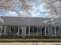 Towada Art Center Sakura | Where Petals Meet Installations