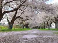 The Kitakami Sakura Festival Is in Full Bloom With "Sakura Fubuki"