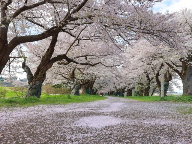 The Kitakami Sakura Festival Is in Full Bloom With "Sakura Fubuki"