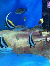 Fascinating Experience at Underwater World Langkawi