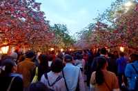 🌸 Osaka Mint Bureau Sakura Spectacle: A 7-Day Fairy Tale! 🏦✨