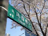 Fengchuang Road Cherry Blossoms-Nanjing’s Secret Urban Sakura Boulevard