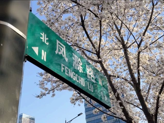 Fengchuang Road Cherry Blossoms-Nanjing’s Secret Urban Sakura Boulevard